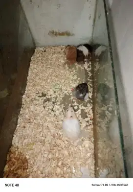 Hamster dan Landak mini