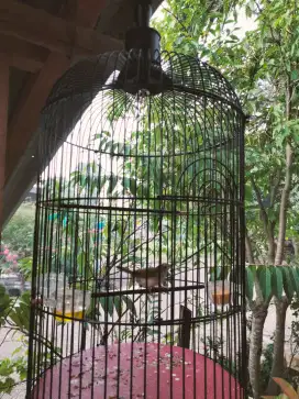 Burung Prenjak lumut