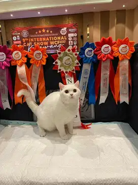 Kucing BSH British Shorthair Betina Champion WCF