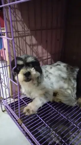 Shitzu Betina 2,5 thn