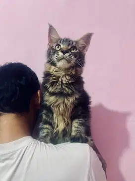Kitten Mainecoon PURE Maine Coon Parent PED PEDIGREE SERTIFIKAT CFA