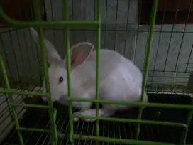 Dijual kelinci dewasa siap kawin 3 ekor jantan semua