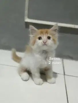 Kucing persia murah