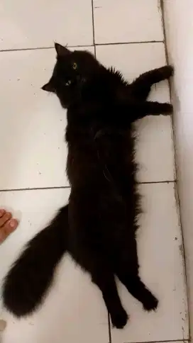 Kucing Scottish telinga pendek