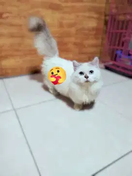Kitten munchkin himalaya