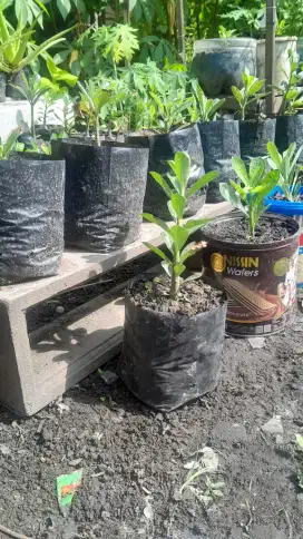 Bibit Adenium & Tomat Mawar