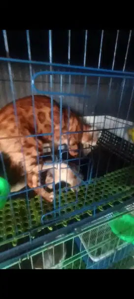 Pacak kucing tutul