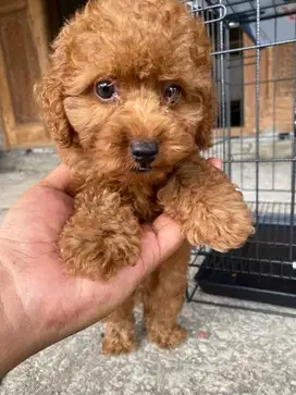 Puppy poodle jantan stambum microchip