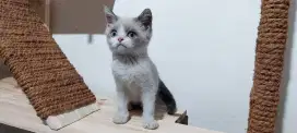 Kitten BSH Ragdoll