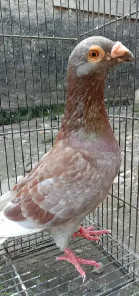 Merpati pos jantan