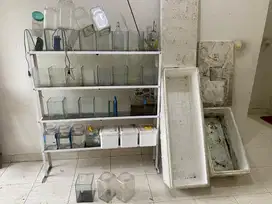 RAK CUPANG RAK IKAN CUPANG TOPLES CUPANG