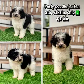 Party poodle jantan ‼️
