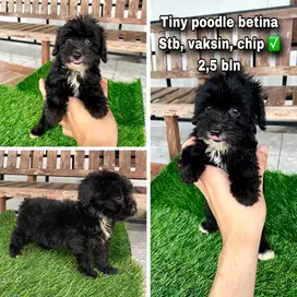 Tiny poodle betina ‼️