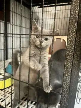 Kitten British Short Hair (bsh)