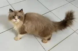 Kucing Ragdoll Jantan