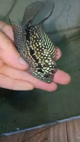 Louhan kamfa f2 cilnong