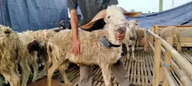 Hewan qurban murah 2025#hewan qurban bandung#domba murah#sapi murah