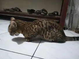 Munchkin geneta