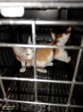 Free adopt kitten kampung