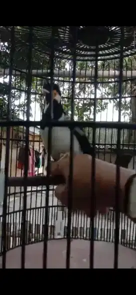 Jalak suren gacor udah mompa 550 burja