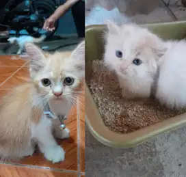 Adopt kitten murah