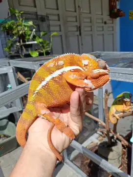 Phanter chameleon. Bunglon