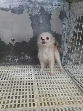 minipom betina dewasa, coklat susu
