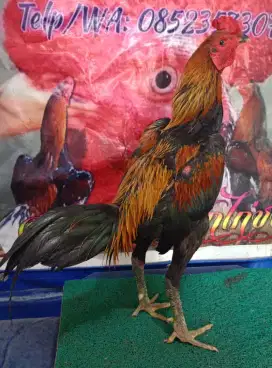 Dijual Cpat! Ayam Jago Muda Trah Jawara (3X Abar)