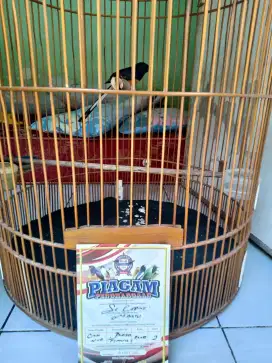 Burung murai Medan 2 urakan