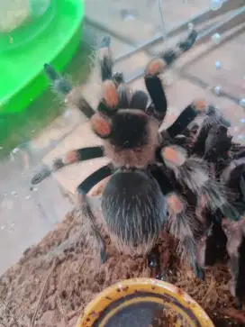 Brachypelma Hamorii (tarantula)