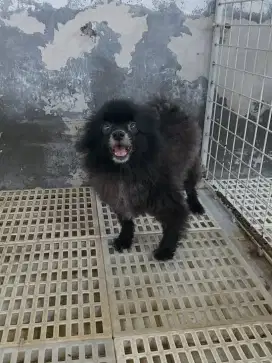 minipom betina dewasa, black colour