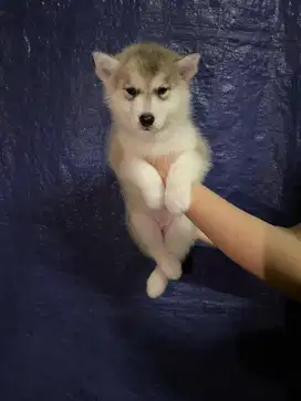 Siberian husky murah !