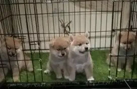 Jual anakan anjing peliharaan Shiba Inu puppy dog umur 2 bulan