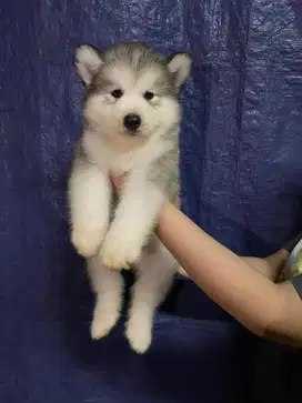 Siberian husky puppies