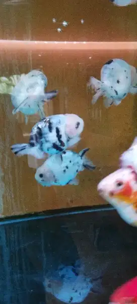 Ikan koki ranchu sapi