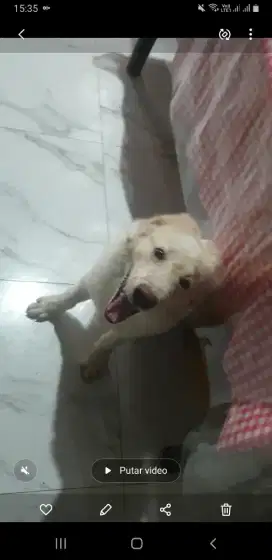 Anjing ras sehat