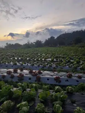 tanah di area wisata kopeng