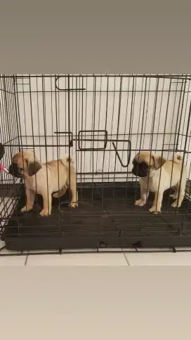 Pug puppies jantan dan betina