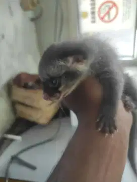 Musang pandan umur seminggu