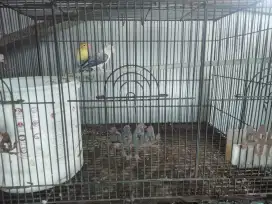 dijual burung Lovebird Batman & love bird kuning putih