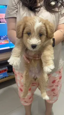 Anjing Poodle Mix Mini Pinscher
