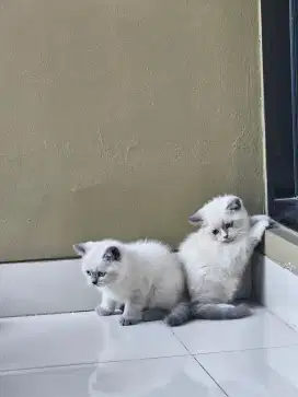 Siap adopt dua Kitten BSH