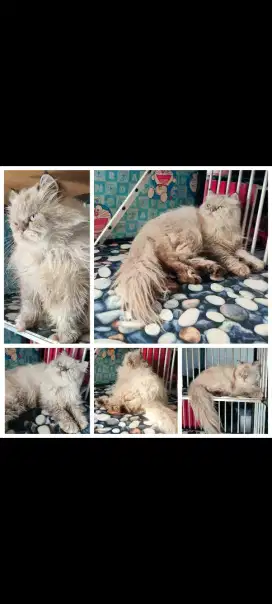 KUCING PERSIA BETINA HIMALAYA PEAKNOSE DEEASA