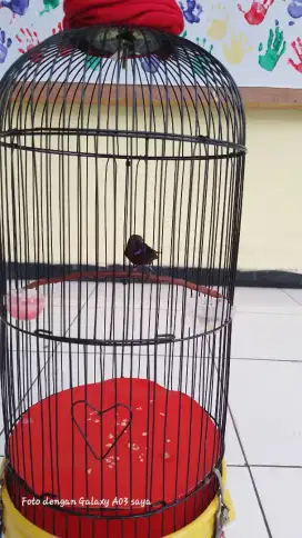 Kolibri ninja fullset