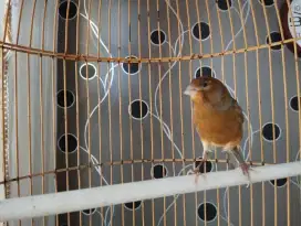 Burung kenari bon gacor