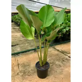 Pisang Chalatea/ Tanaman Hias Pisang Chalatea