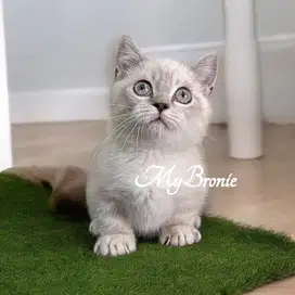 Munchkin british cebol banget rug hugger
