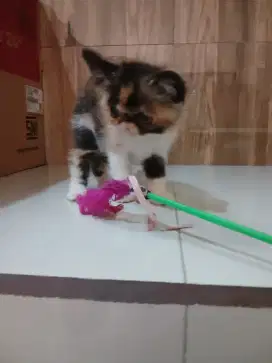 Kucing Persia Exo