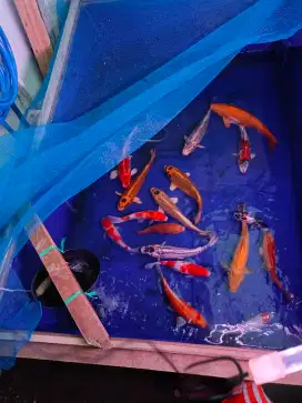 Ikan Koi Berbagai Jenis harga mulai dari 150-350rb