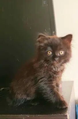 [READY ADOPT] Kucing Persia